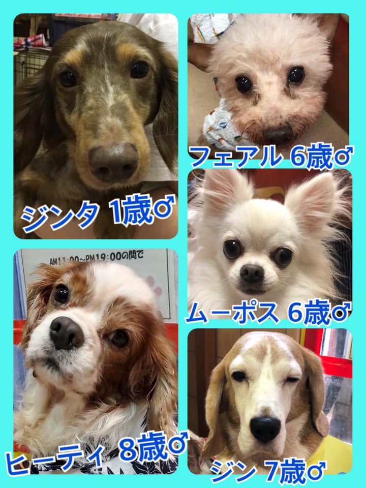 🐾今日の里親様募集中ワンコ🐶メンバーです🐾2020,7,30